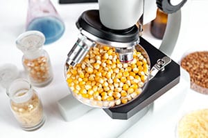 A microscope focused on a petri dish full of corn kernels